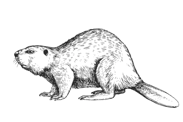 Beaver drawing