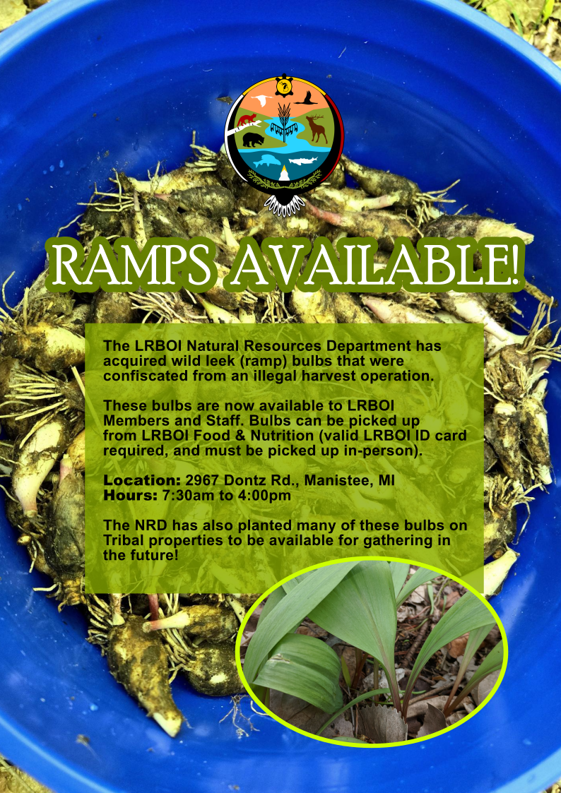 Wild ramp bulbs available to LRBOI members and staff. 