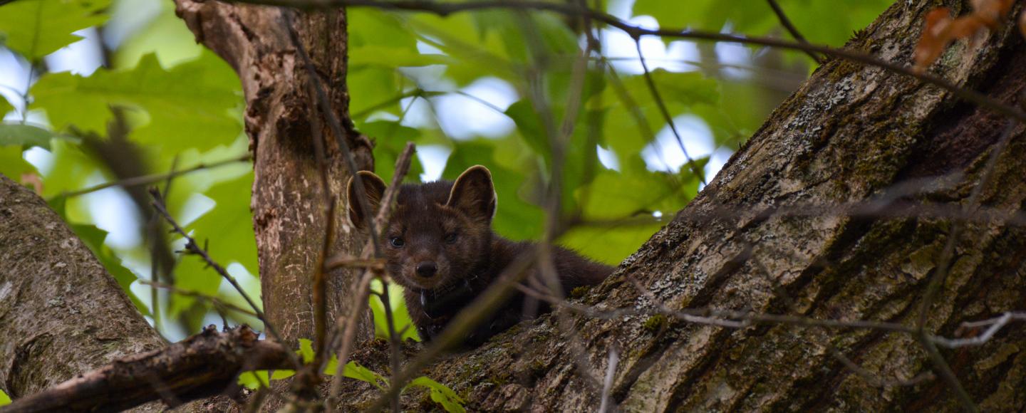 American marten