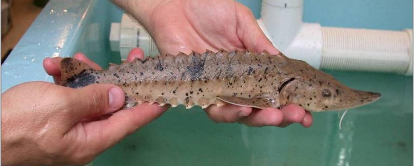 One year old lake sturgeon