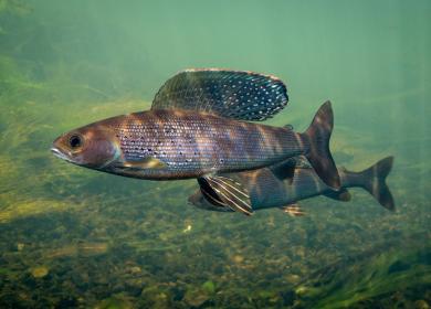 Arctic grayling