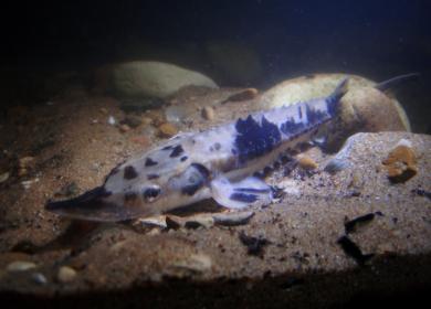 Lake sturgeon