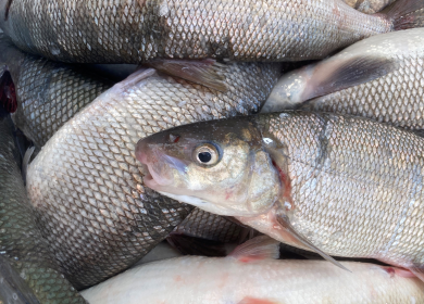 Lake whitefish