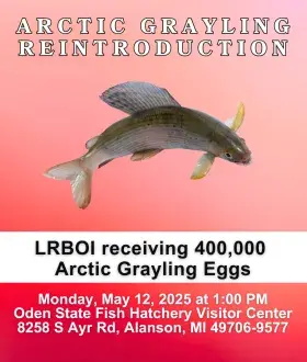 2025 Arctic Grayling