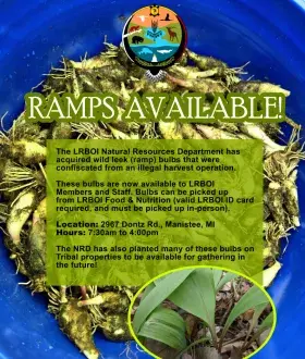Wild ramp bulbs available to LRBOI members and staff. 