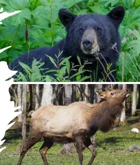 elk and bear drawing results