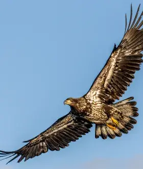 Juvenile bald eagle image