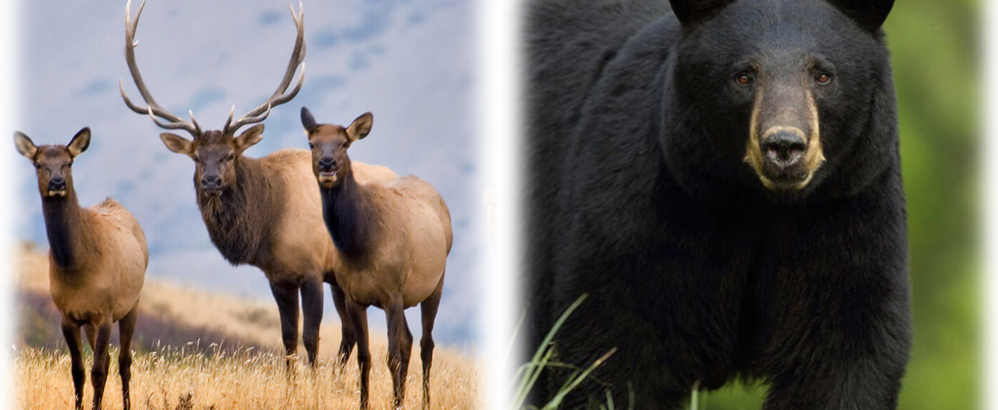 Bear and Elk Hunting Applications are Available