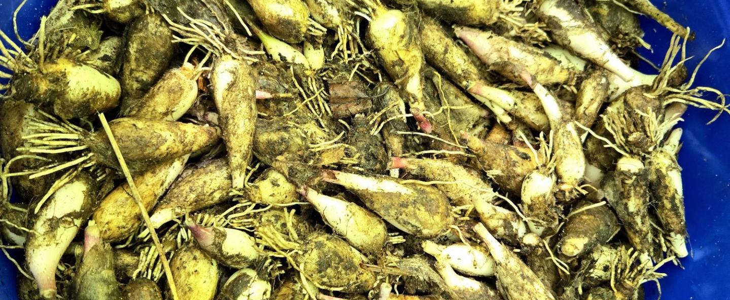 Wild Ramps Available!