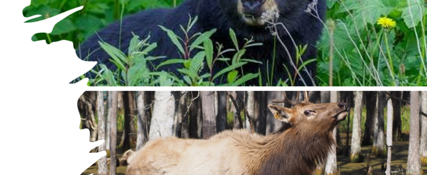 2026 Elk and Bear Hunt Drawing Results